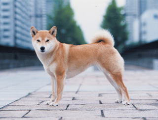 「癒し」可愛い動物画像をコメントで更に可愛く見せるトピ