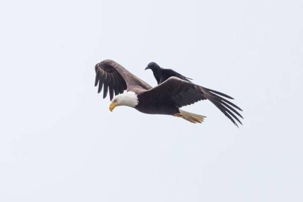 「癒し」可愛い動物画像をコメントで更に可愛く見せるトピ