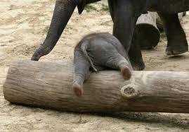 「癒し」可愛い動物画像をコメントで更に可愛く見せるトピ
