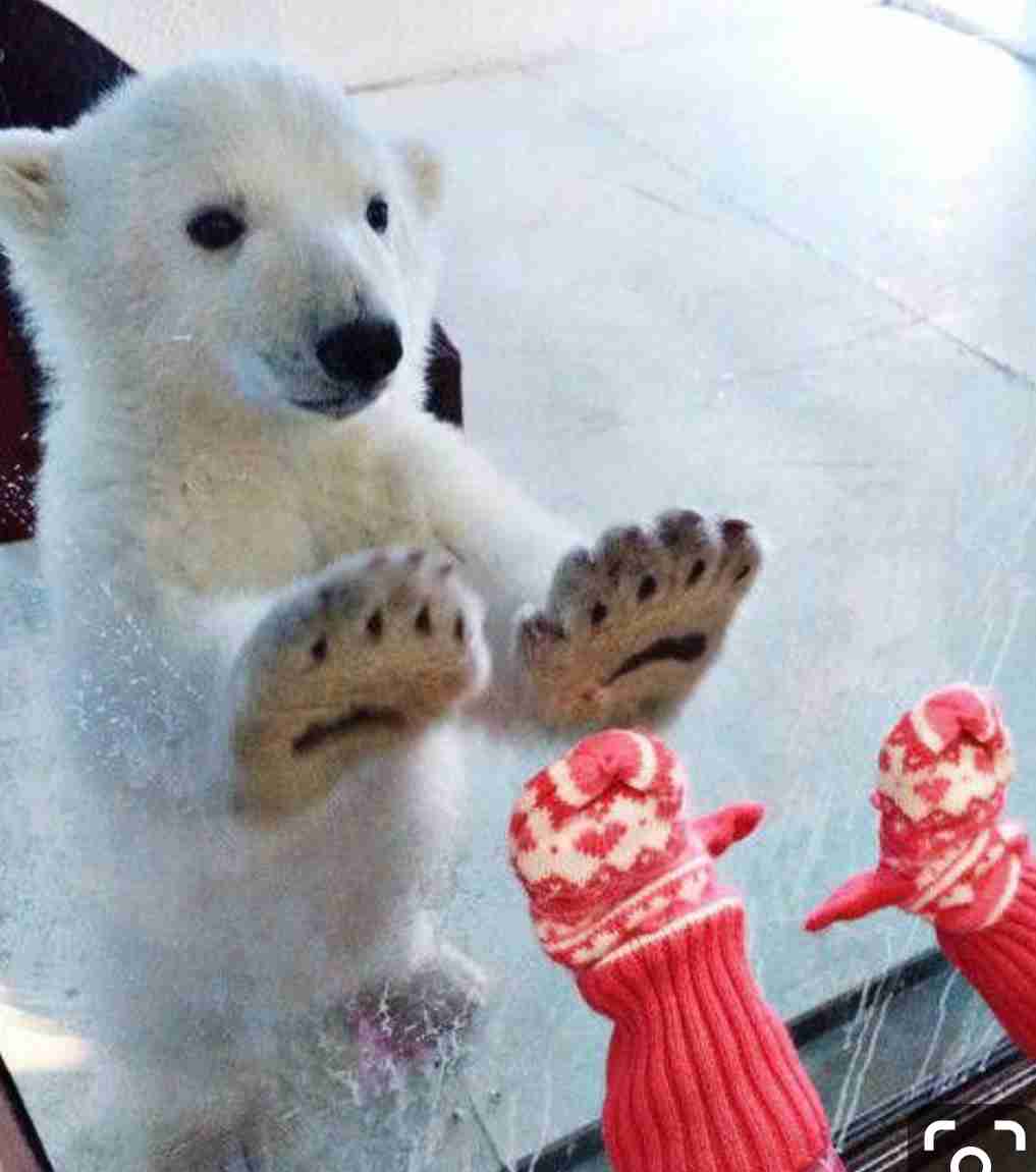 「癒し」可愛い動物画像をコメントで更に可愛く見せるトピ