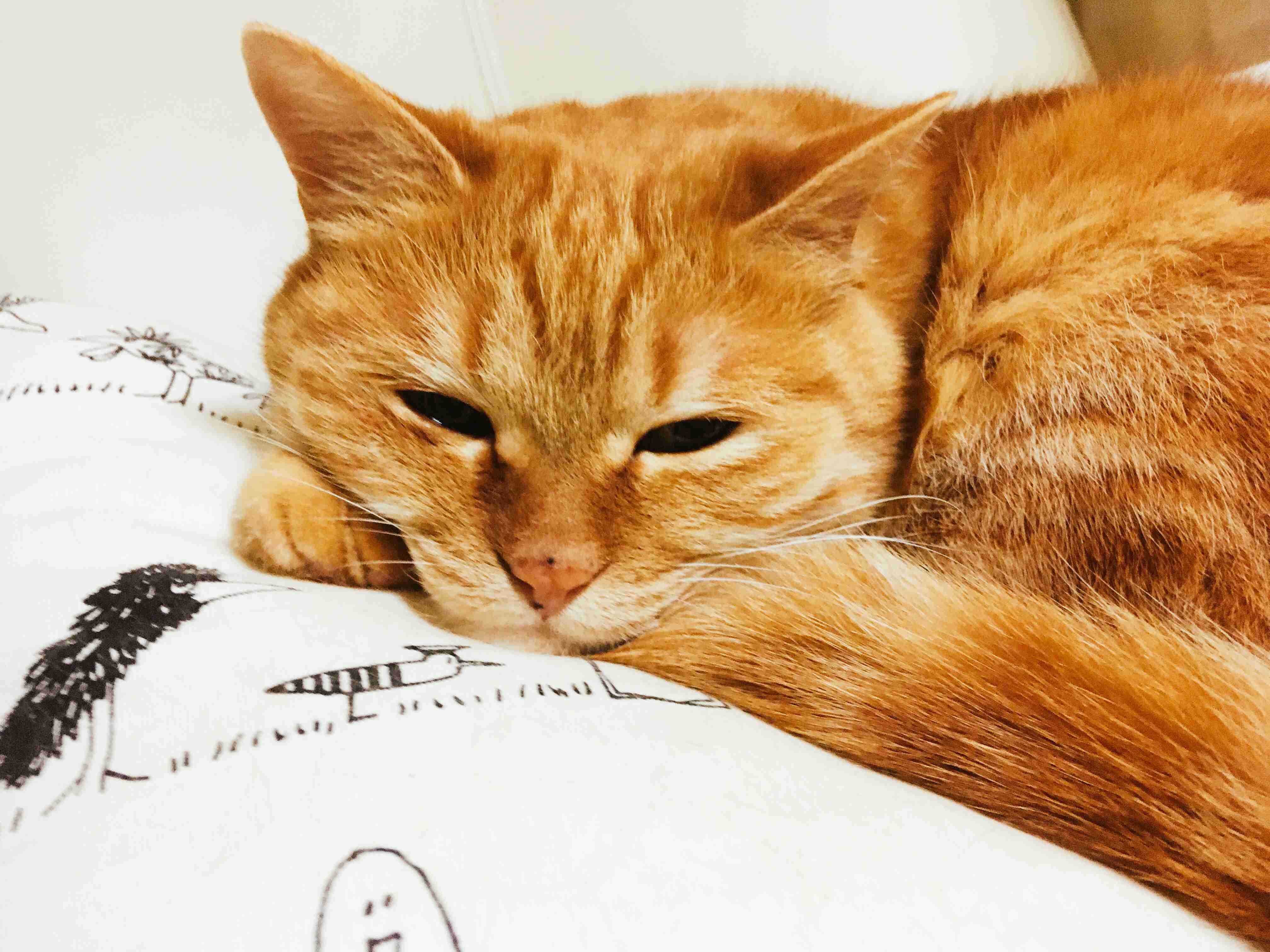 無職で一人暮らしの人