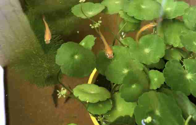 メダカ倶楽部 part 7