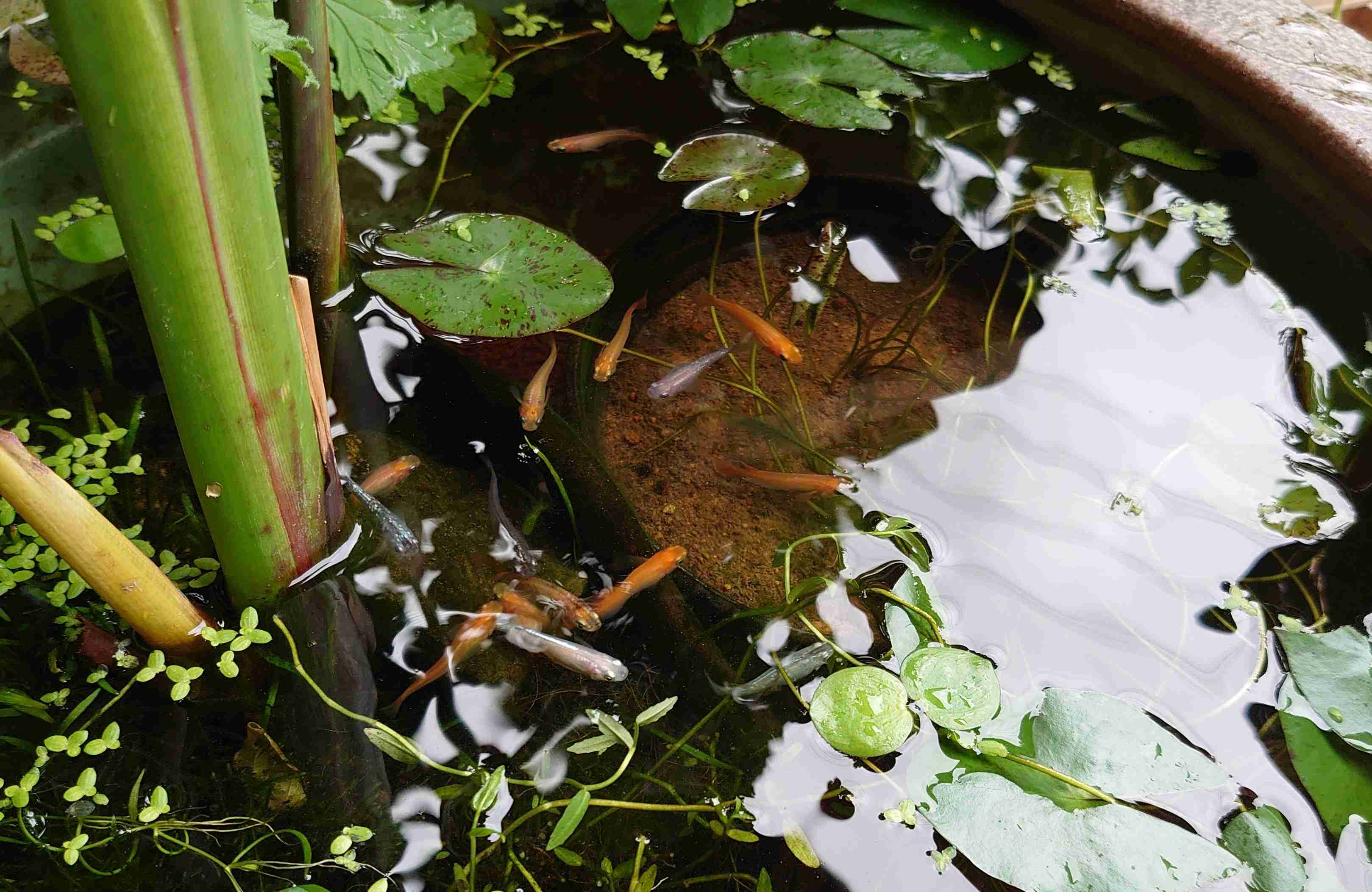 メダカ倶楽部 part 7