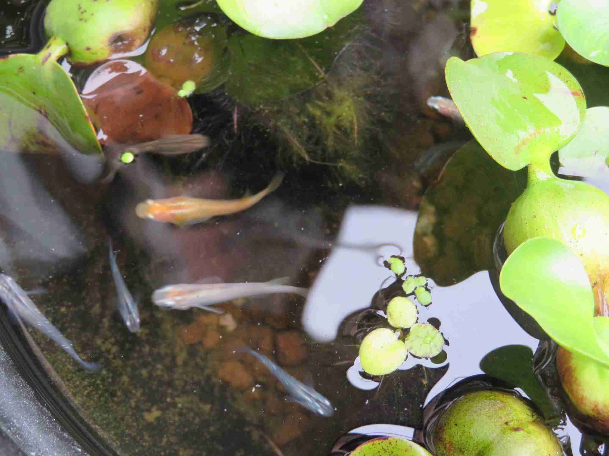 メダカ倶楽部 part 7