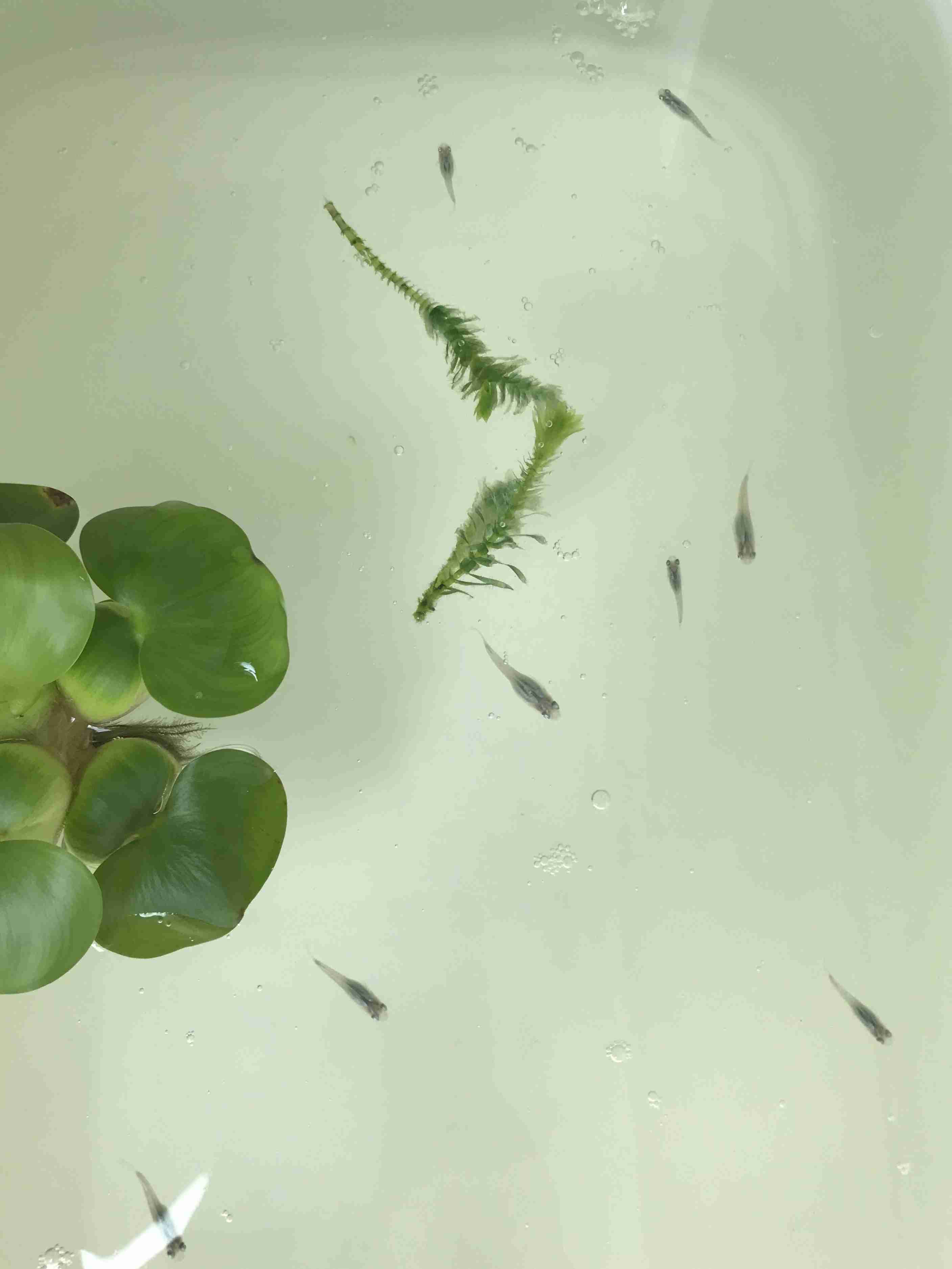 メダカ倶楽部 part 7