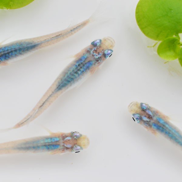 メダカ倶楽部 part 7