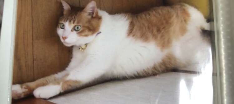 飼い猫と離れるのが辛い