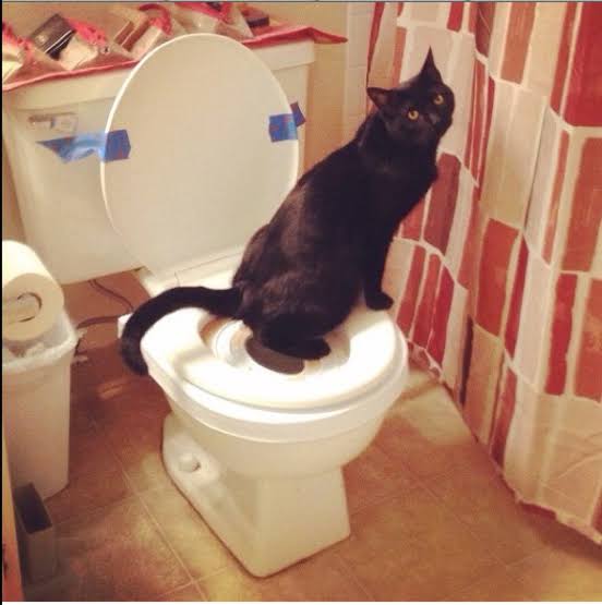 おすすめの補助便座