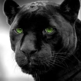 ルックスがかっこいい動物 ガールズちゃんねる Girls Channel