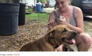 オムツだけで行方不明になった自閉症の3歳児、2頭の飼い犬が守り抜く（米）