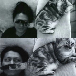 ロックスターと猫