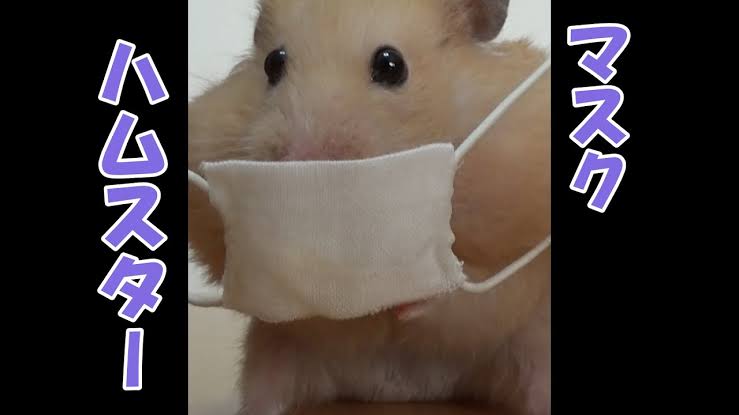 人以外のマスク着用画像