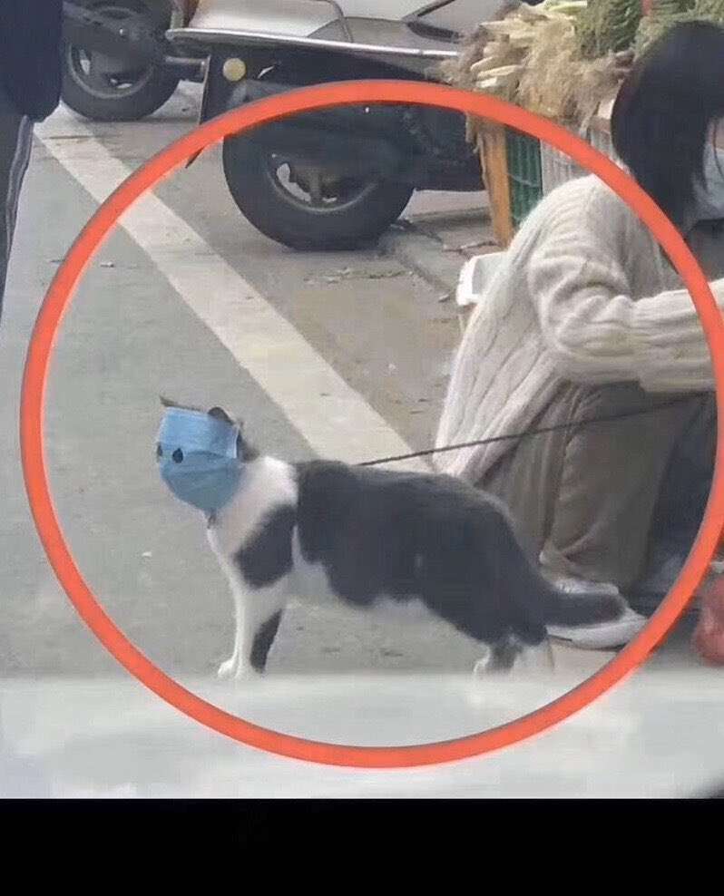 人以外のマスク着用画像