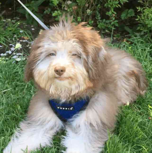 西内まりやが愛犬専用のインスタグラムを開設　「少しでもみなさまの癒しに…」
