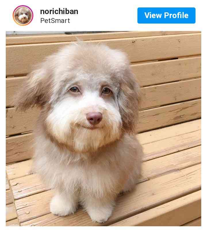 西内まりやが愛犬専用のインスタグラムを開設　「少しでもみなさまの癒しに…」