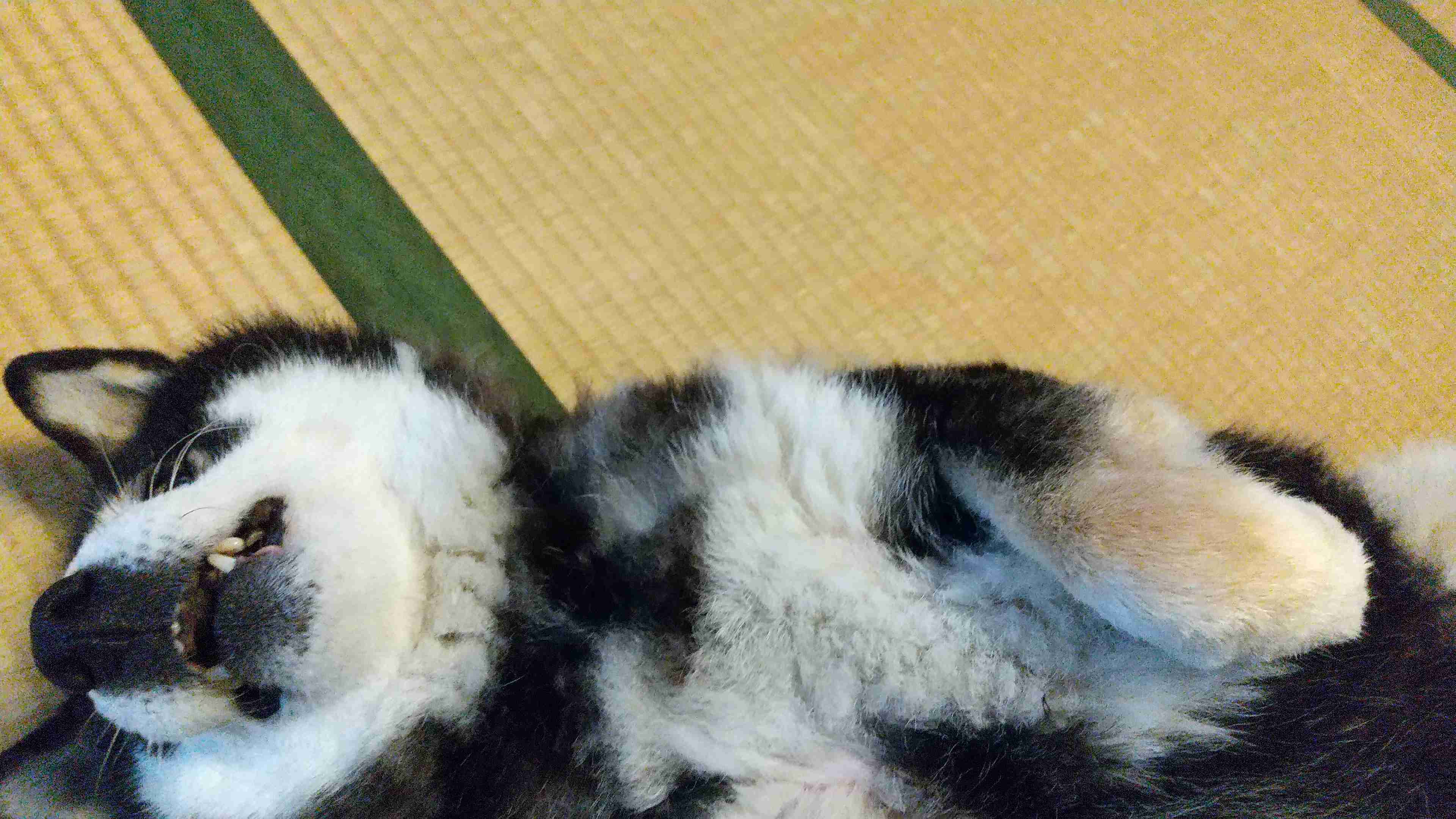 ペットの理想と現実Part2