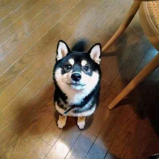「家では犬と呼ばれている。帰ってくるなと言われた」(30代男性)――配偶者の言葉の暴力、8割が「経験あり」