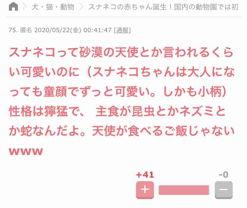 スナネコの赤ちゃんが成長…「那須どうぶつ王国」で名前公募