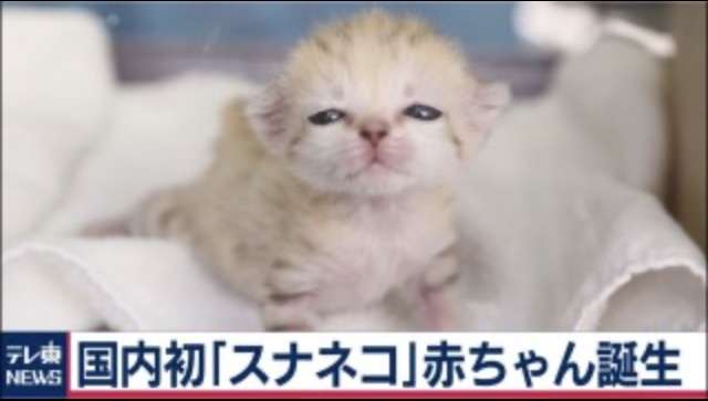 スナネコの赤ちゃんが成長…「那須どうぶつ王国」で名前公募