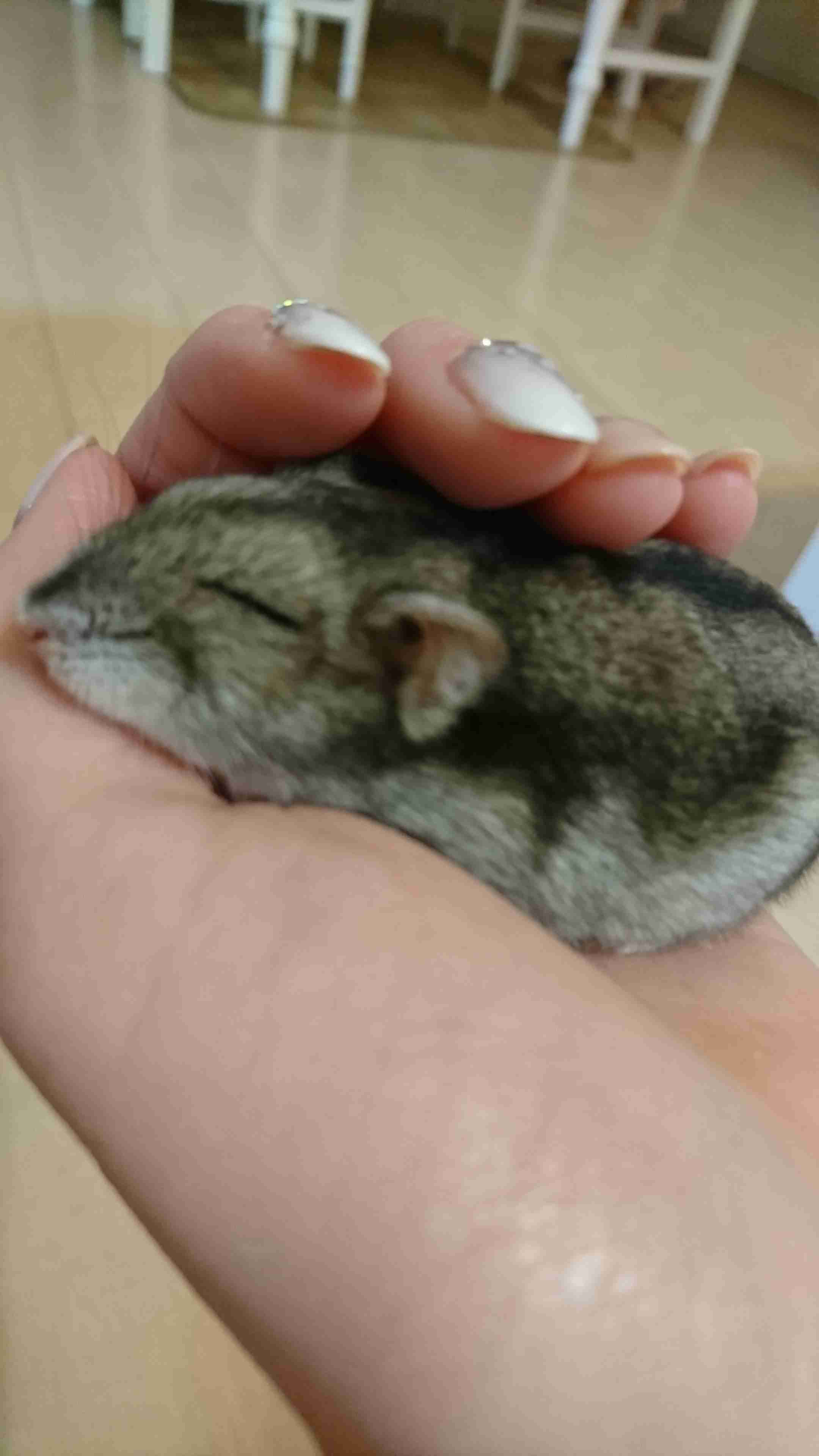 皆さんのハムスター　見たいです(^^)