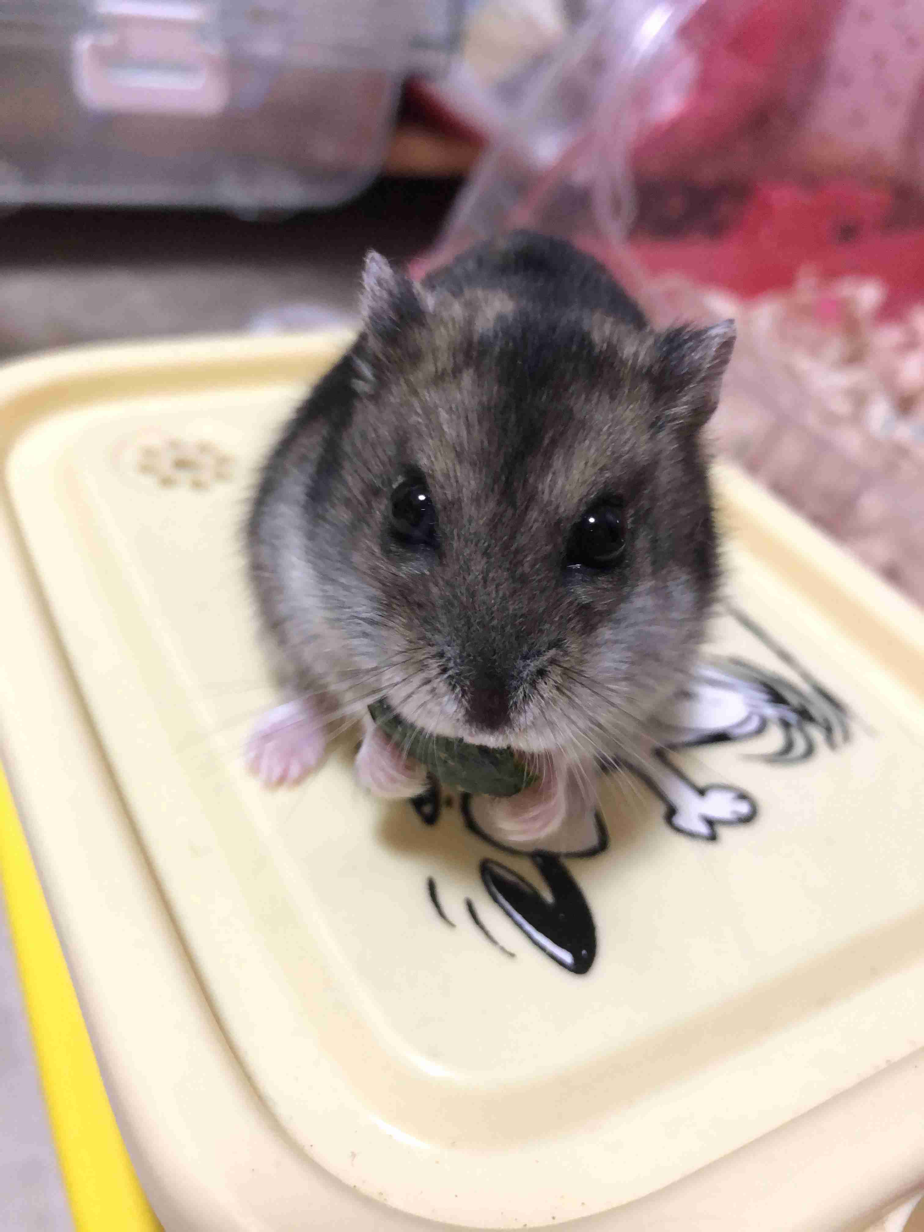 皆さんのハムスター　見たいです(^^)