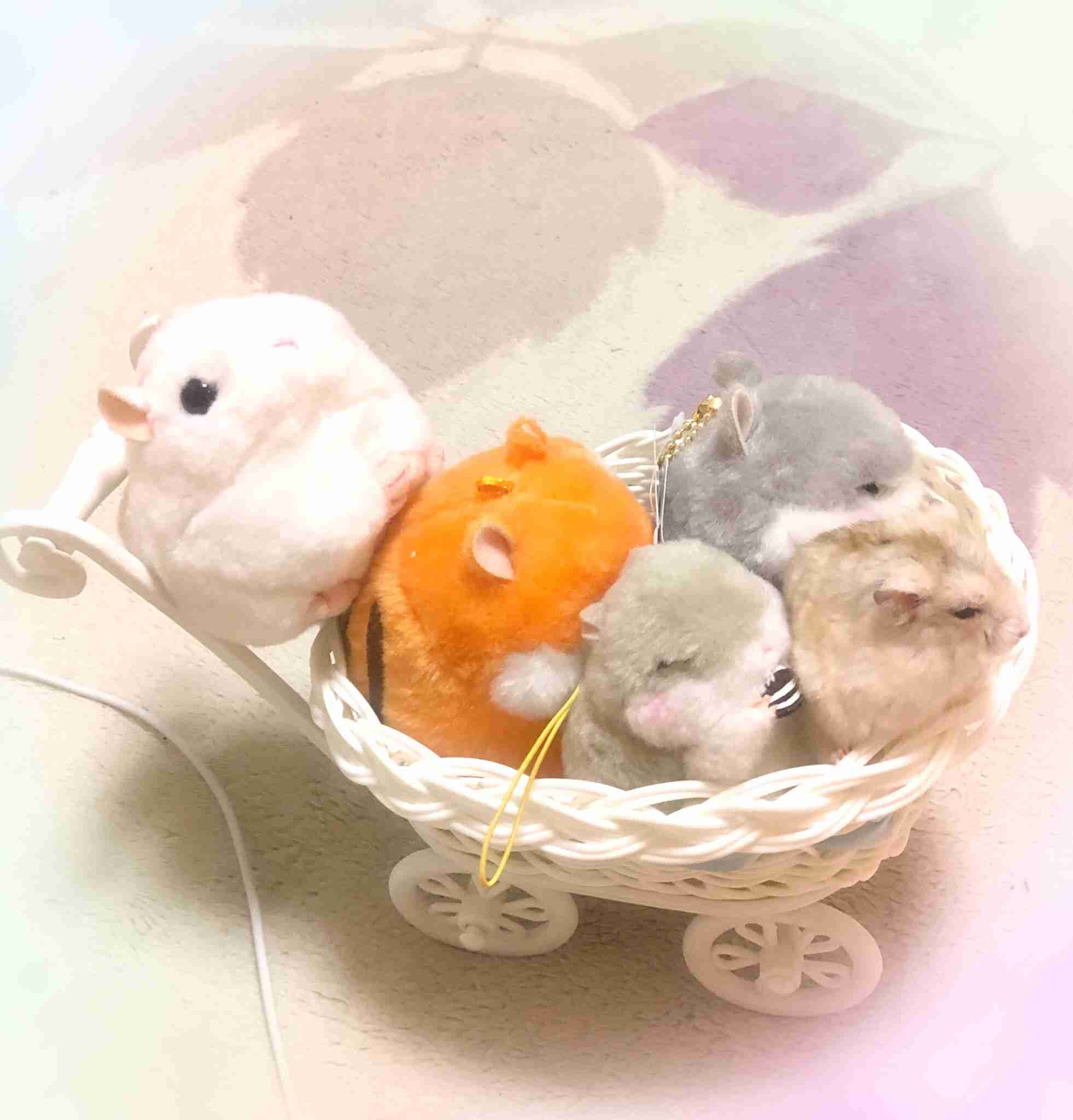 皆さんのハムスター　見たいです(^^)