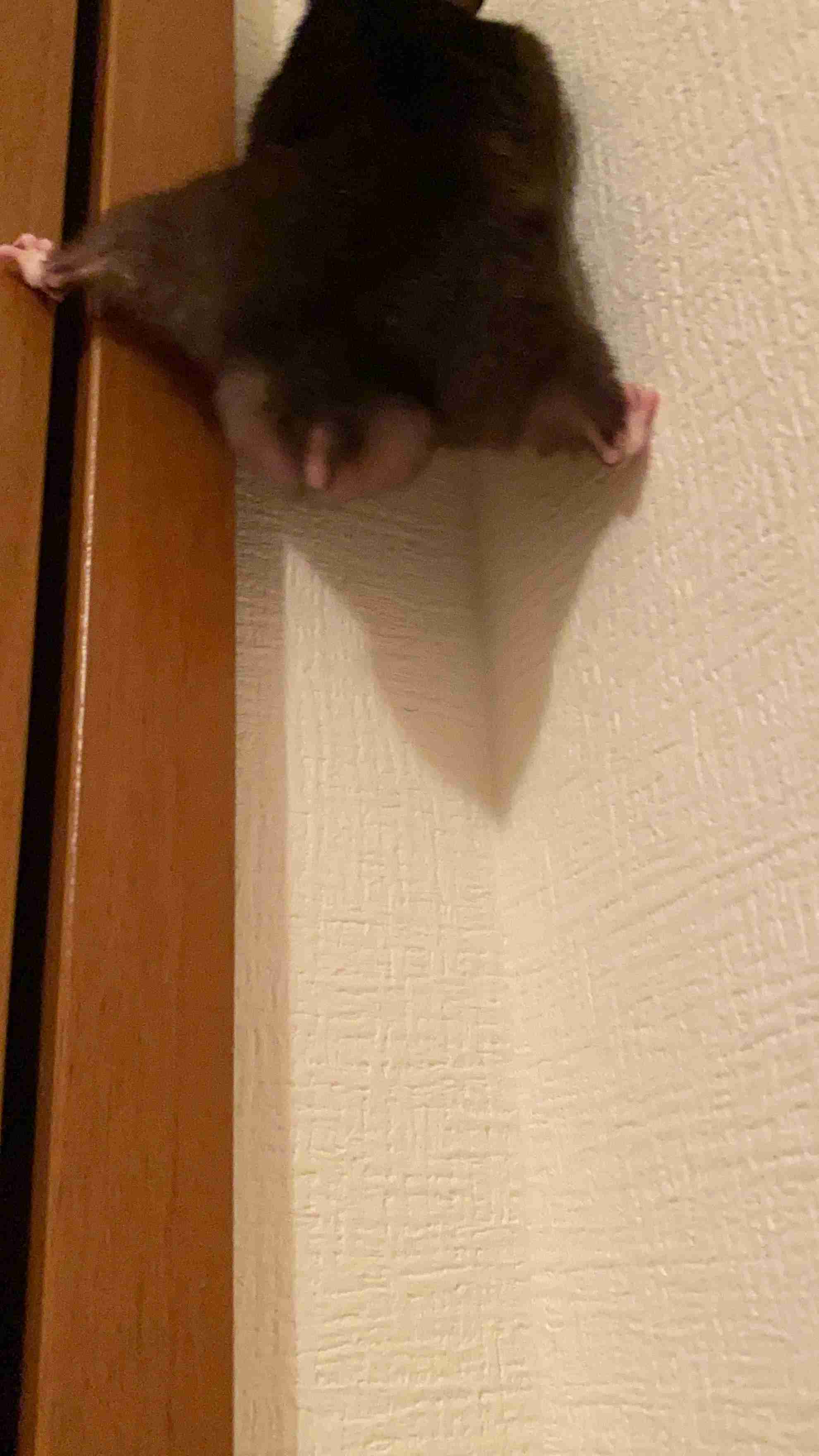 皆さんのハムスター　見たいです(^^)