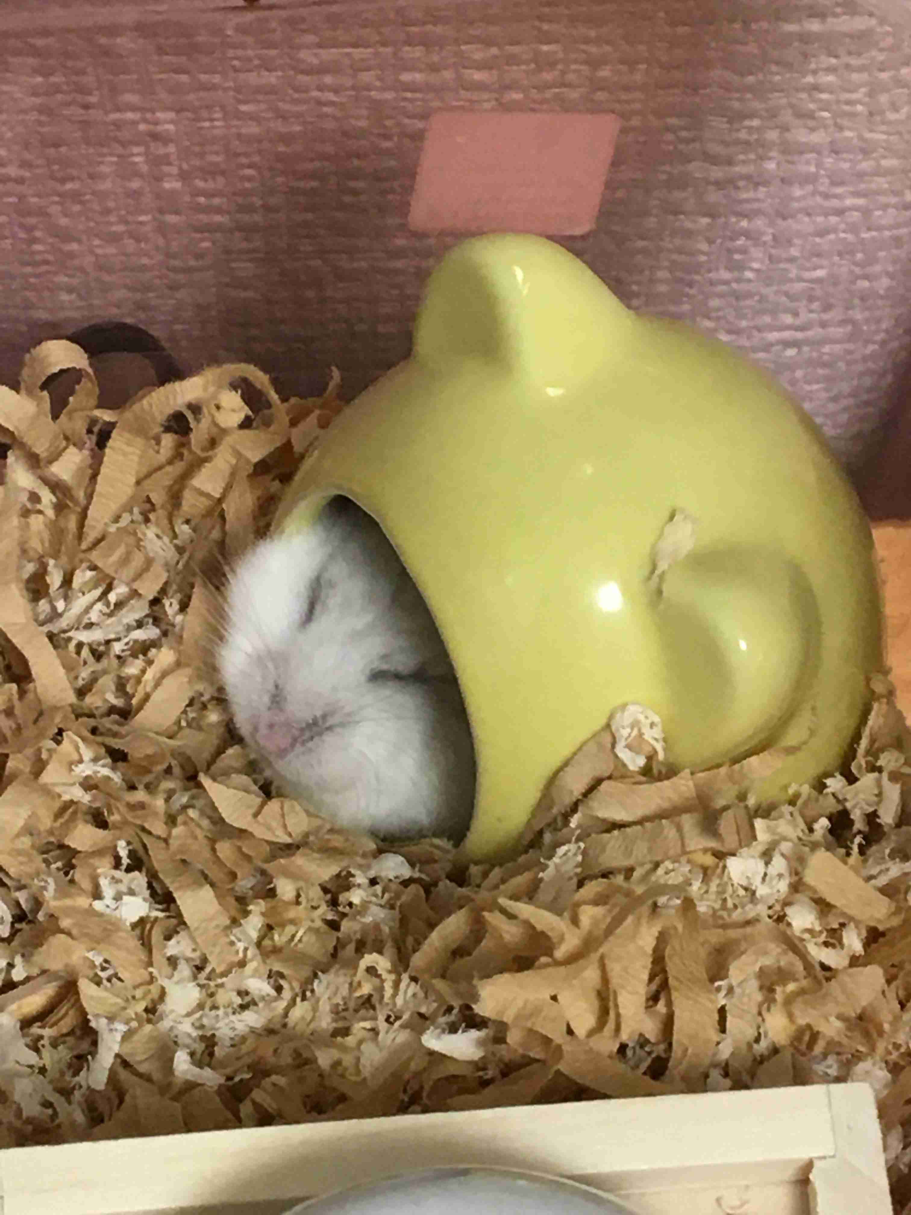皆さんのハムスター　見たいです(^^)