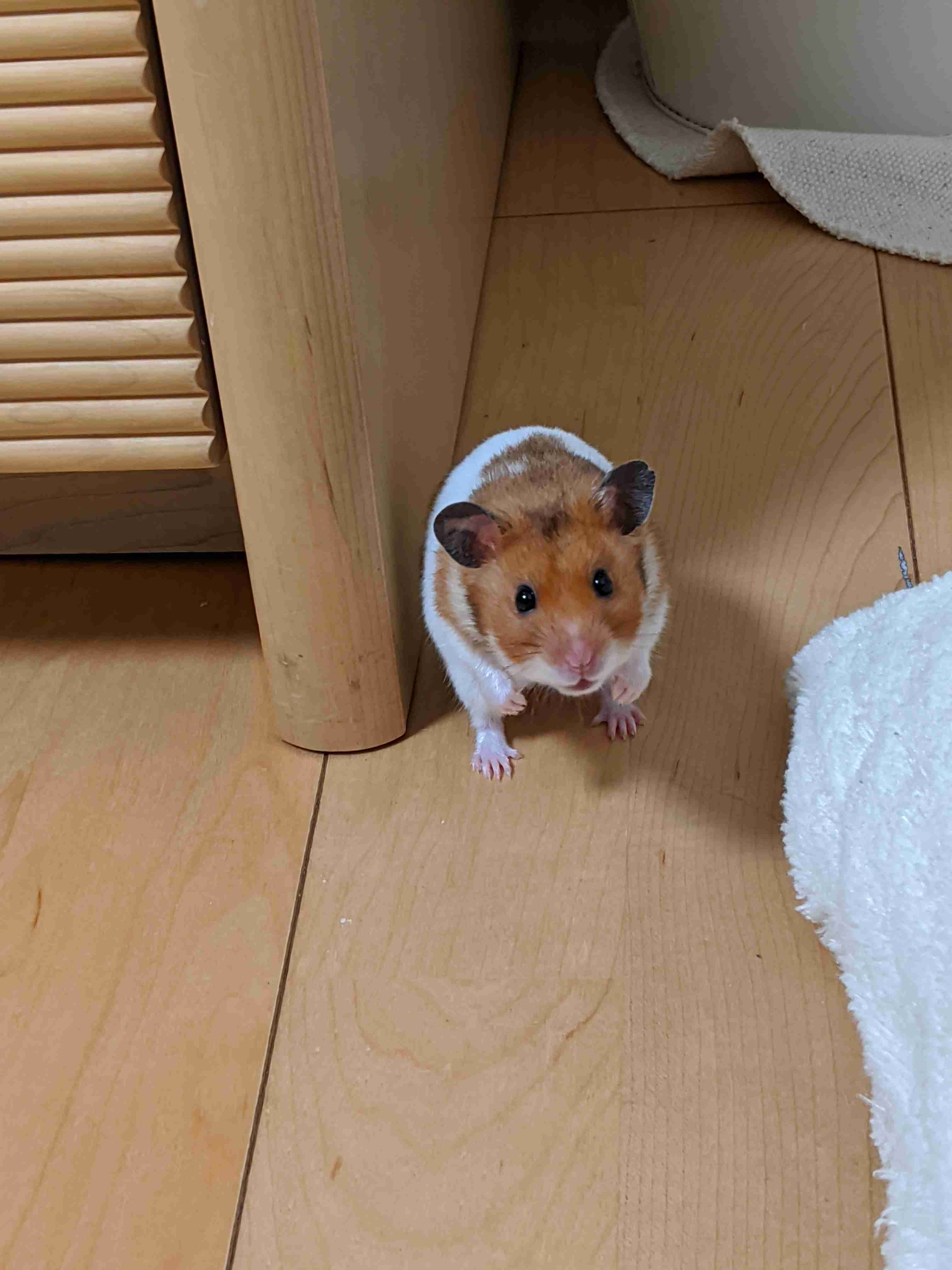 皆さんのハムスター　見たいです(^^)