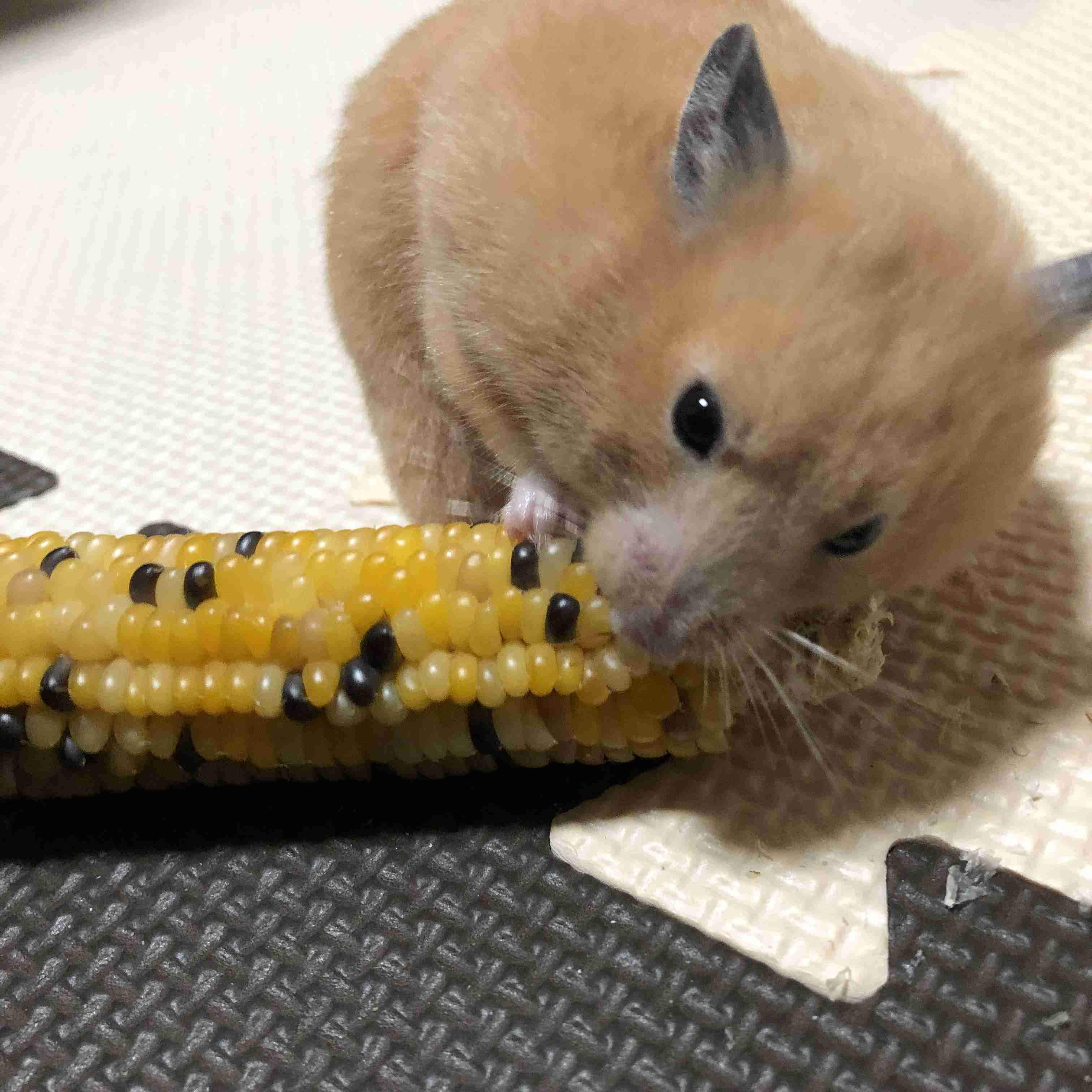 皆さんのハムスター　見たいです(^^)