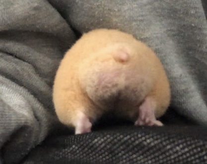 皆さんのハムスター　見たいです(^^)