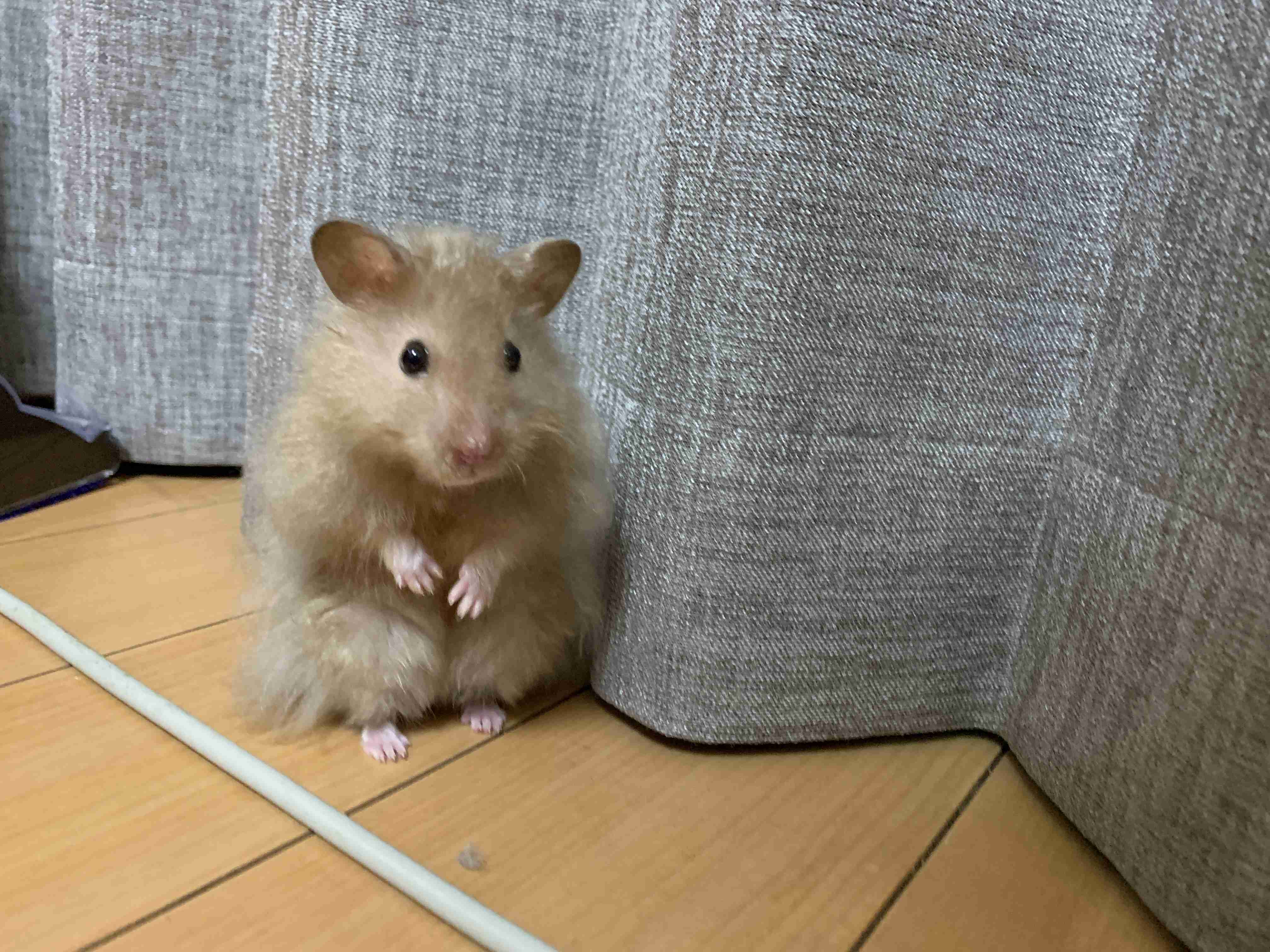 皆さんのハムスター　見たいです(^^)