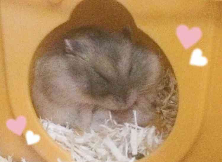 皆さんのハムスター　見たいです(^^)