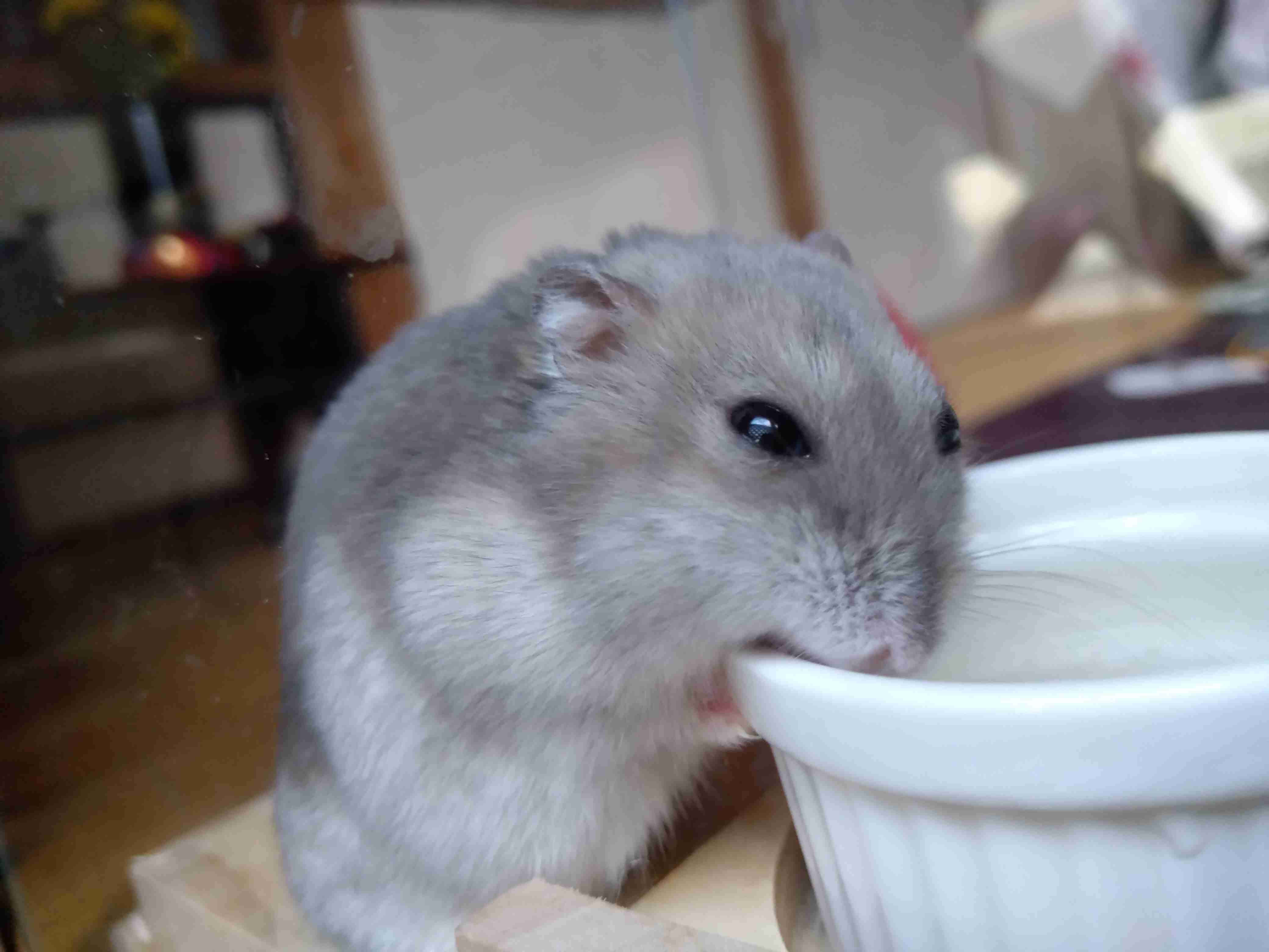 皆さんのハムスター　見たいです(^^)