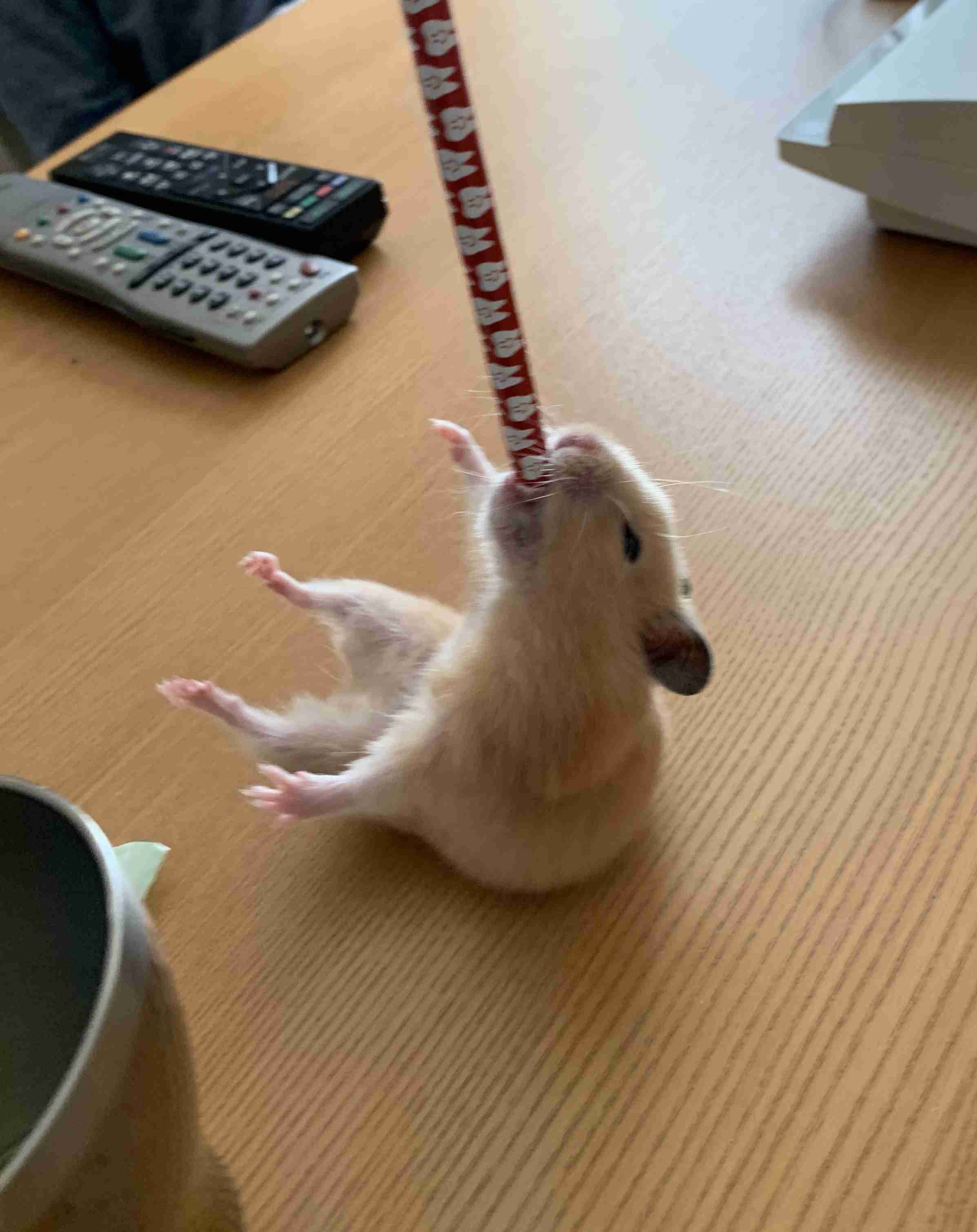 皆さんのハムスター　見たいです(^^)