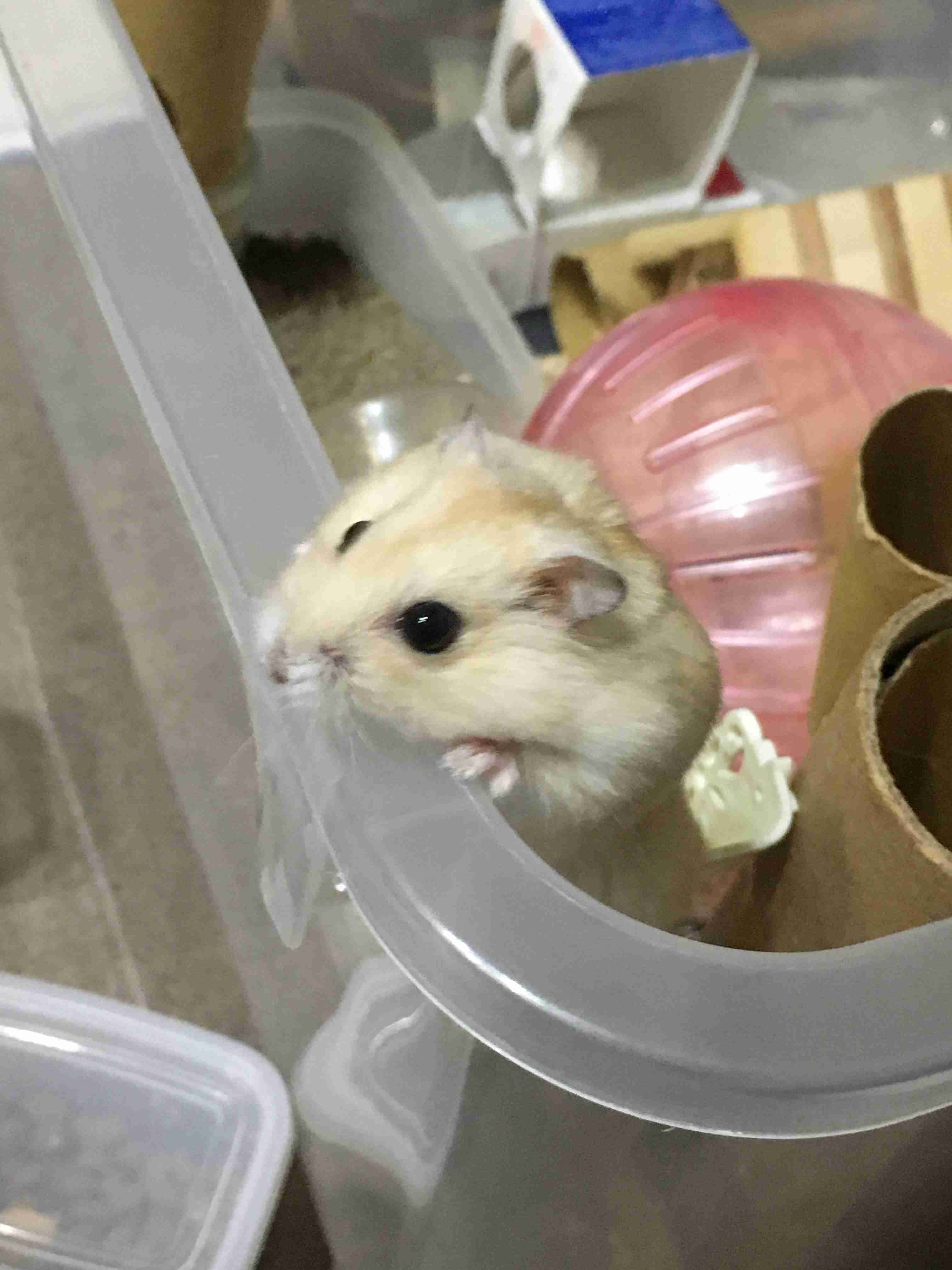皆さんのハムスター　見たいです(^^)