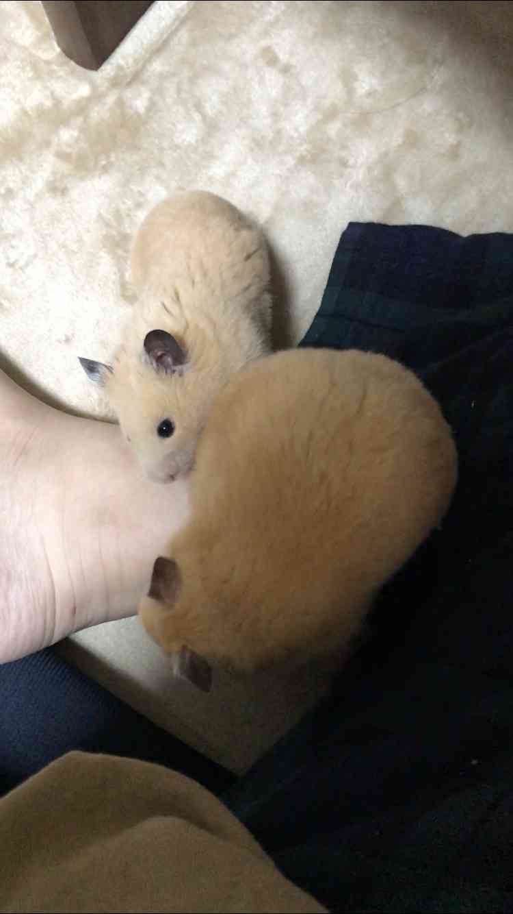 皆さんのハムスター　見たいです(^^)