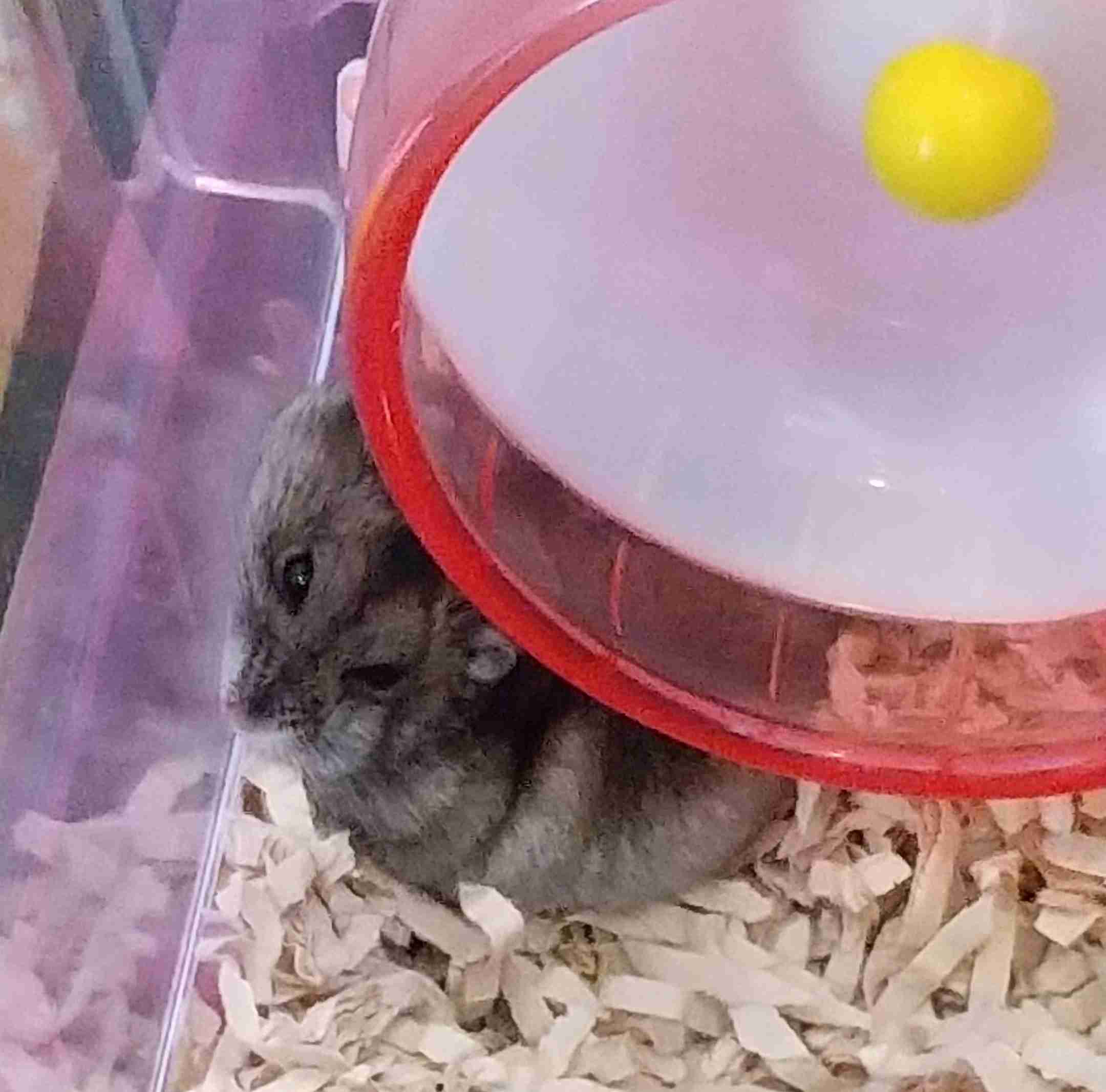 皆さんのハムスター　見たいです(^^)