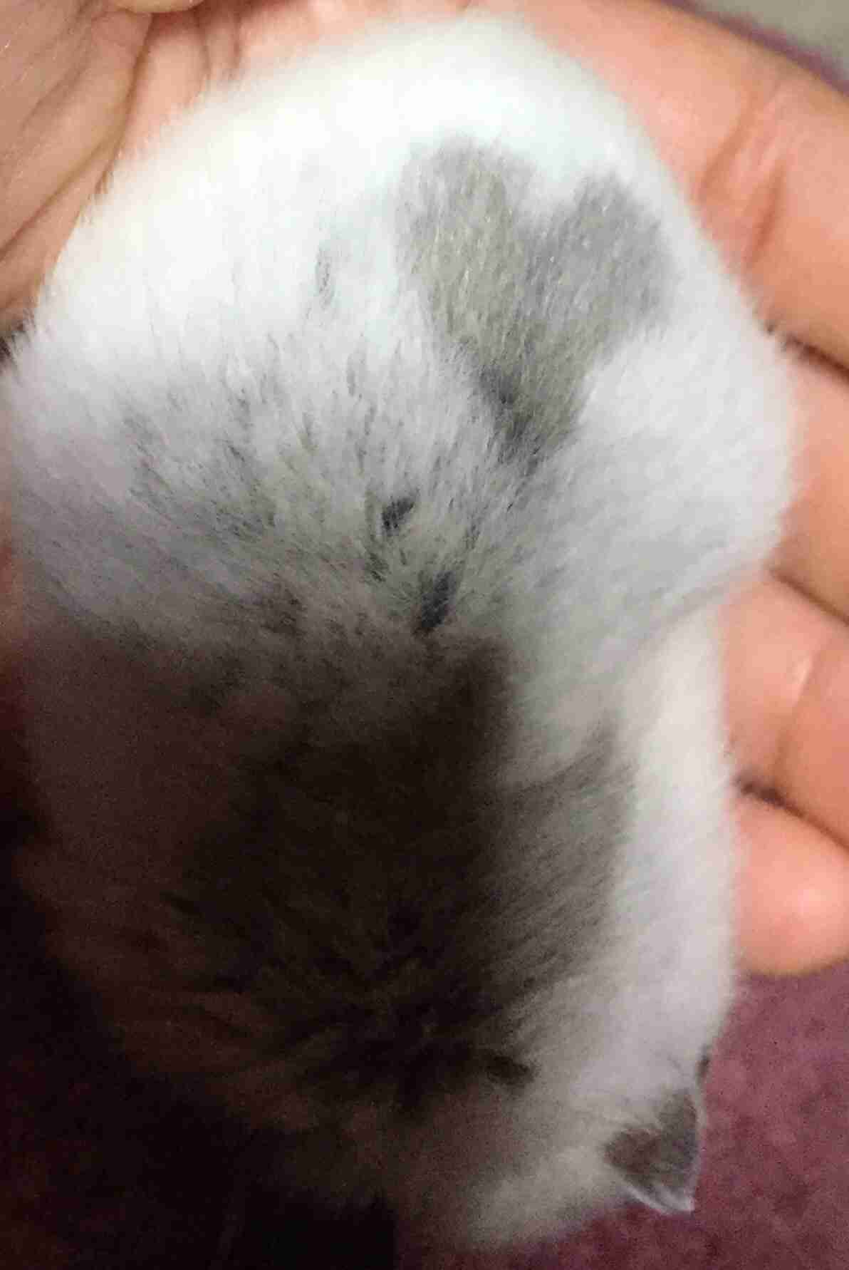 皆さんのハムスター　見たいです(^^)