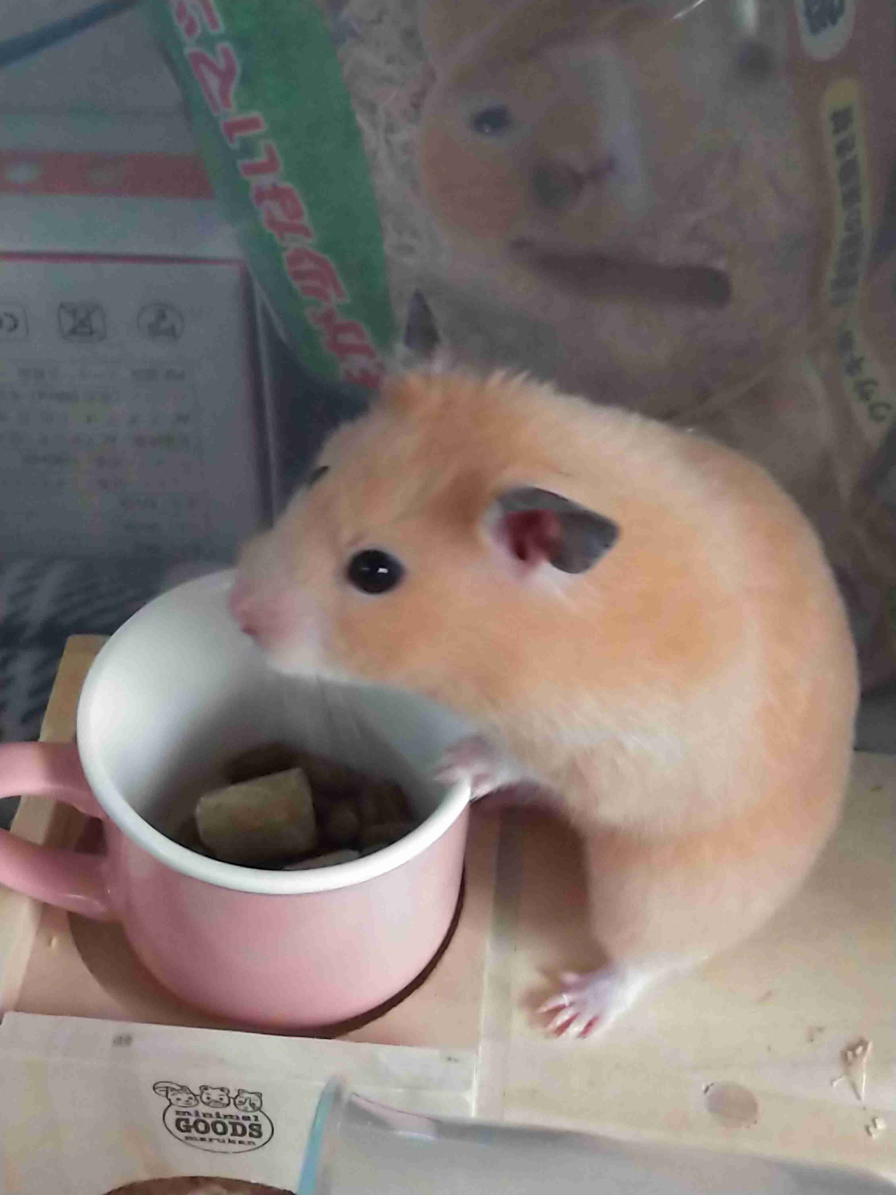 皆さんのハムスター　見たいです(^^)