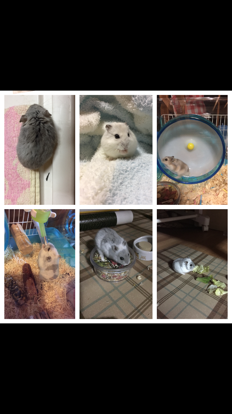 皆さんのハムスター　見たいです(^^)