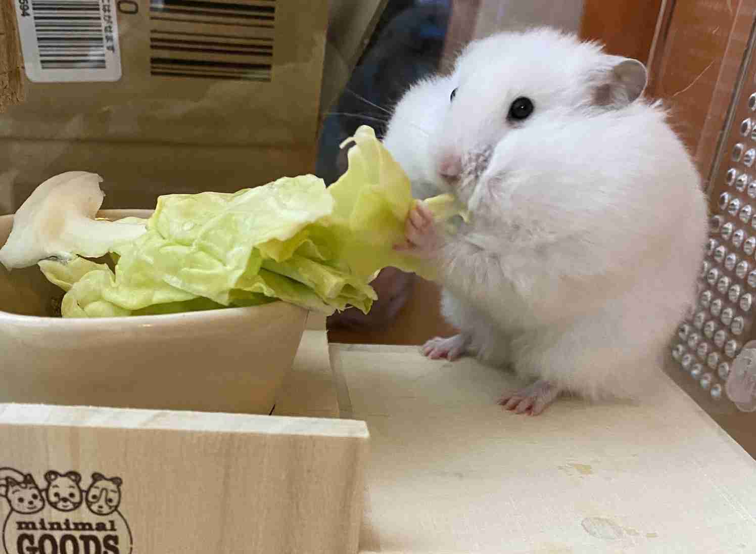皆さんのハムスター　見たいです(^^)