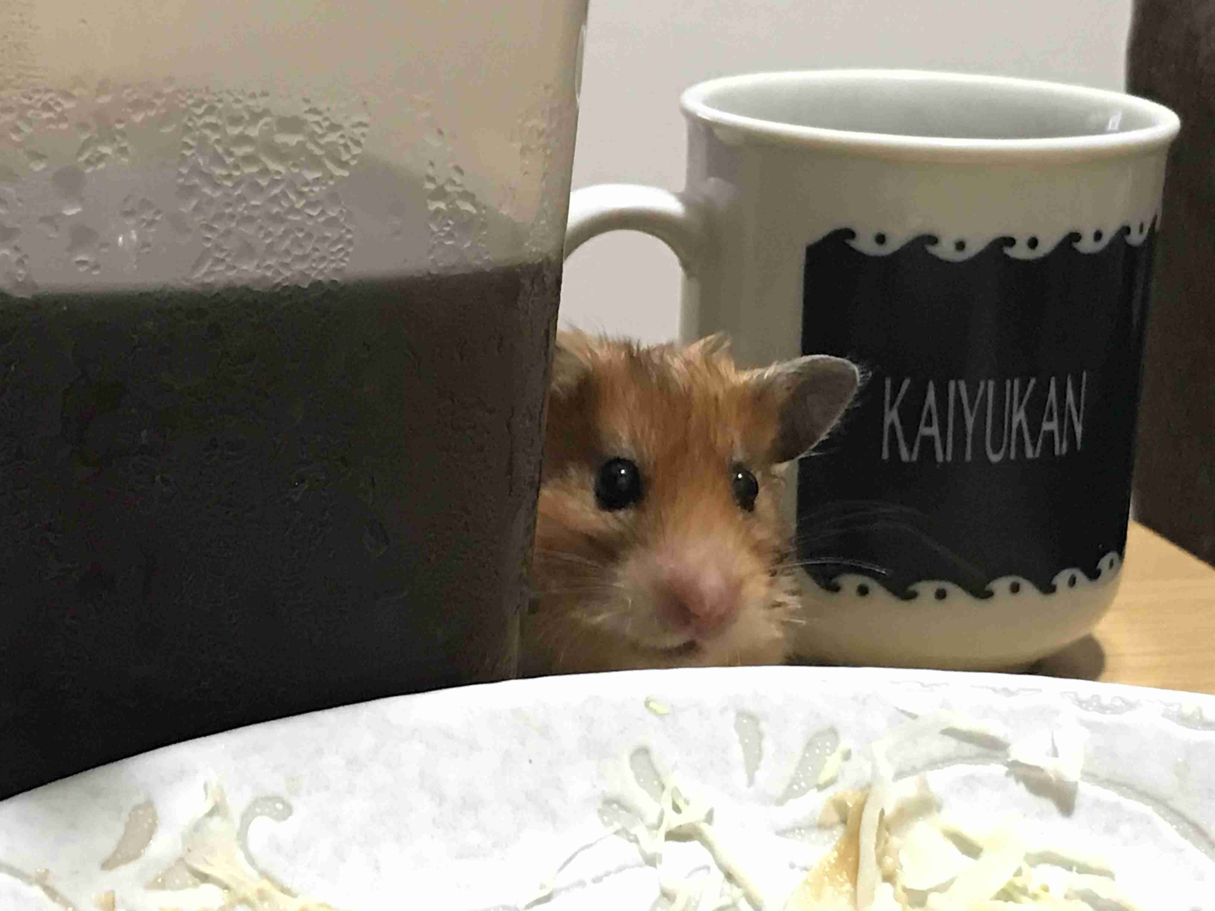 皆さんのハムスター　見たいです(^^)
