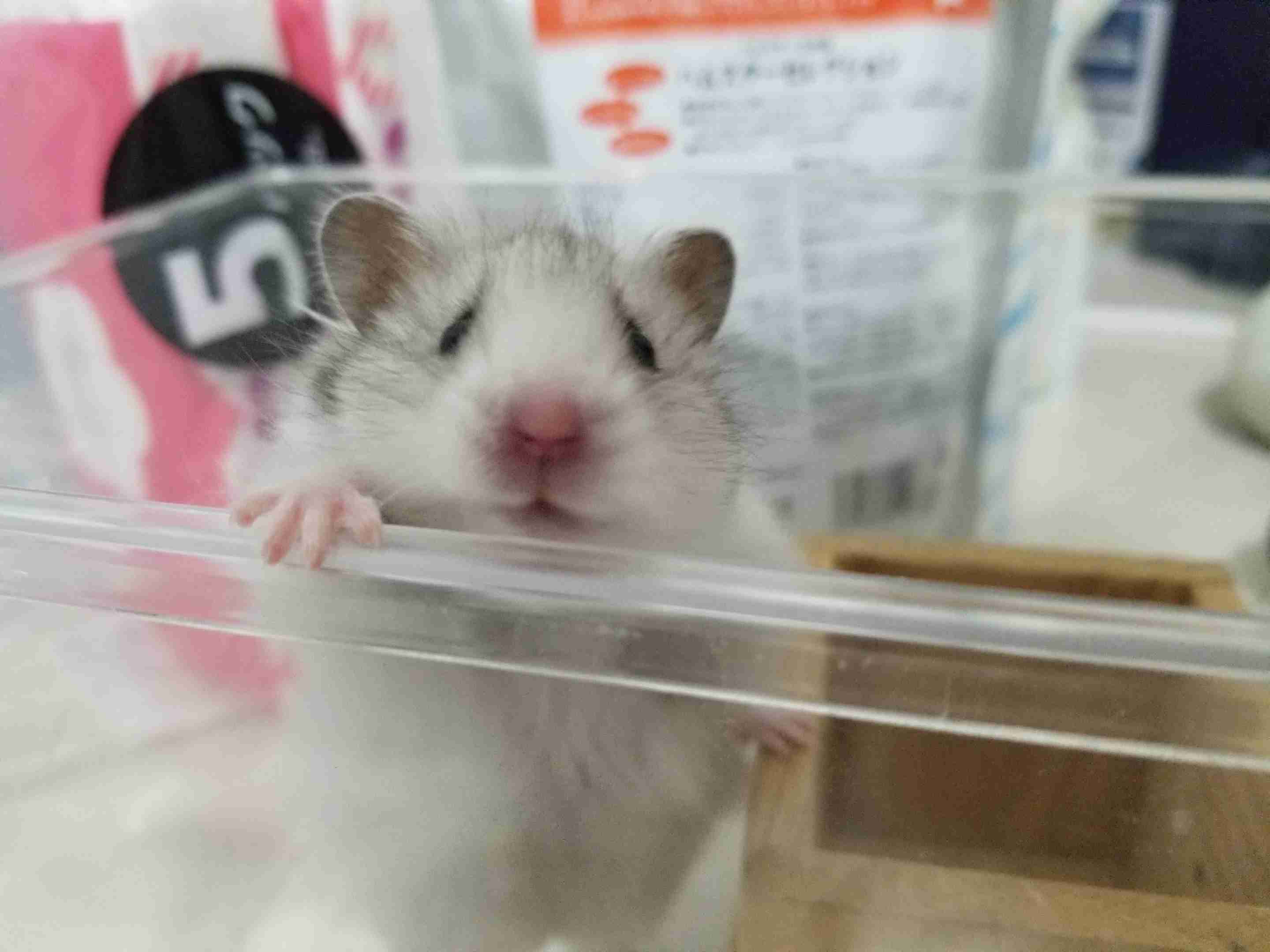 皆さんのハムスター　見たいです(^^)