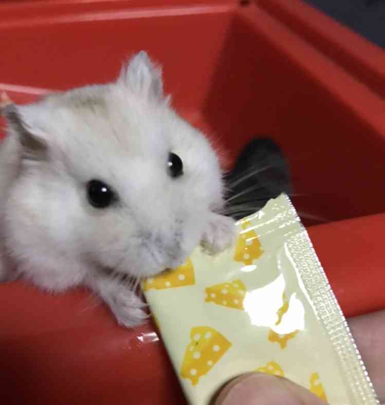 皆さんのハムスター　見たいです(^^)