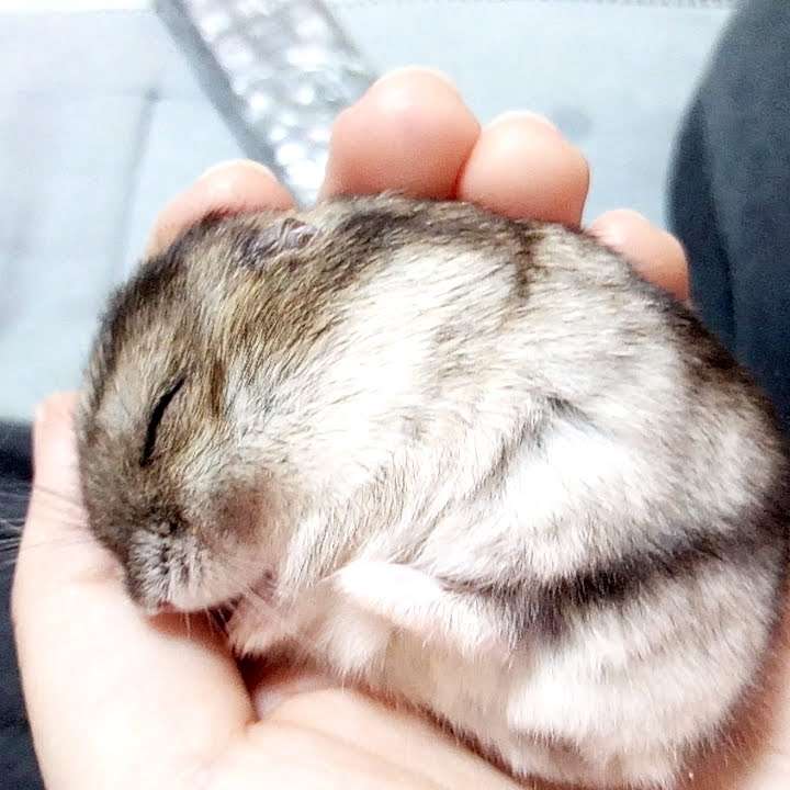 皆さんのハムスター　見たいです(^^)