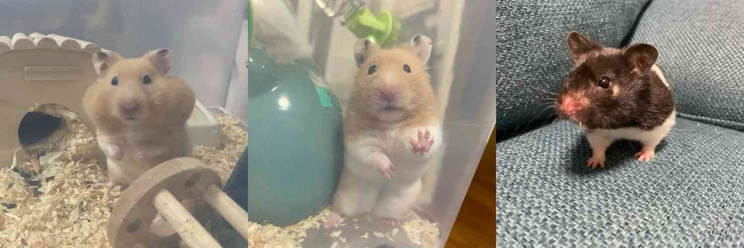 皆さんのハムスター　見たいです(^^)