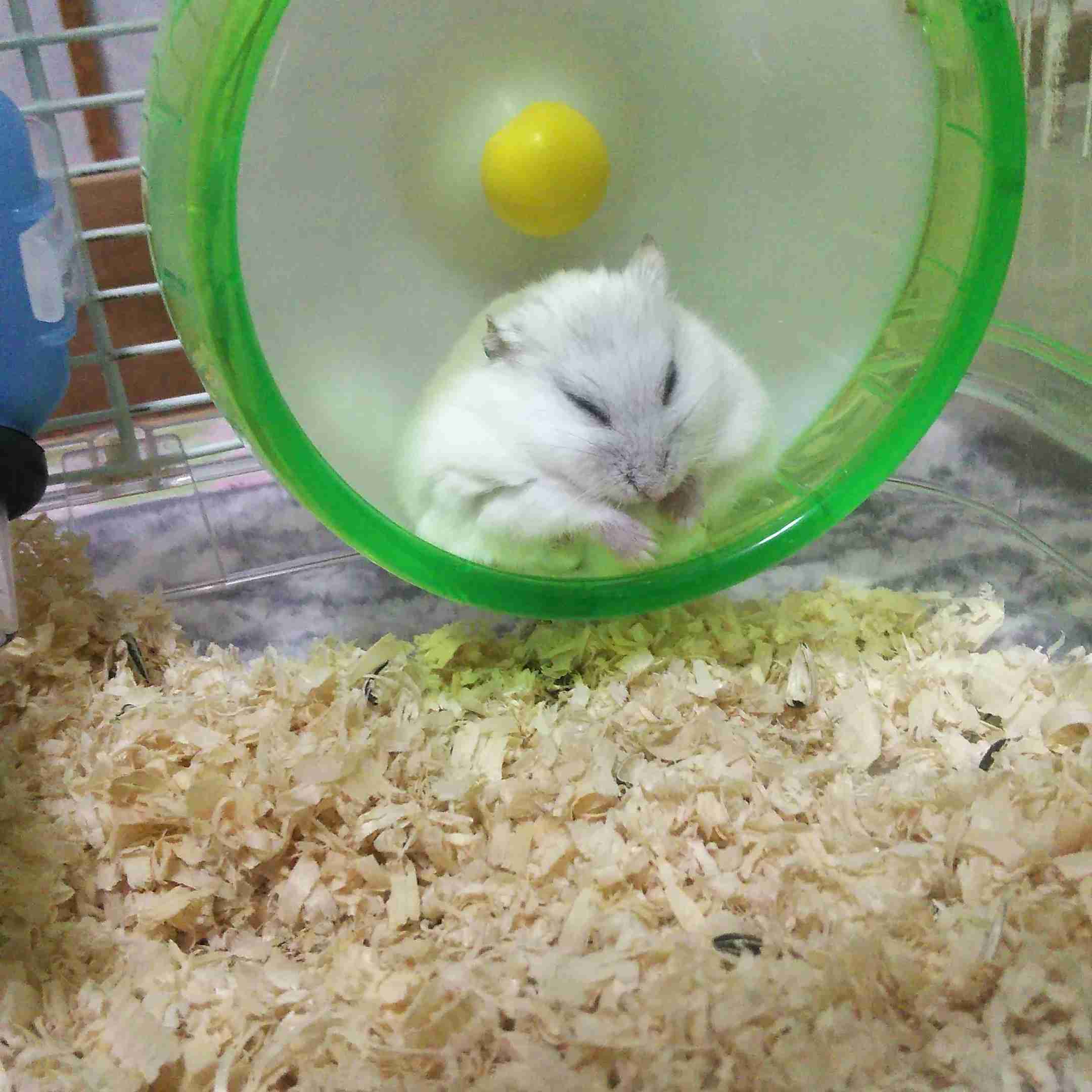 皆さんのハムスター　見たいです(^^)