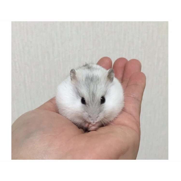 皆さんのハムスター　見たいです(^^)