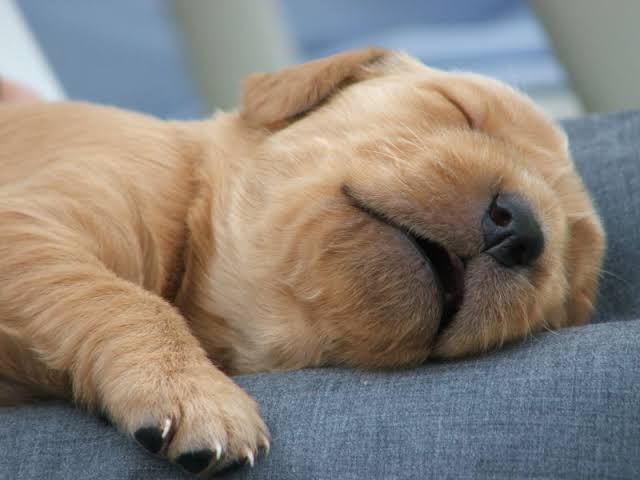 個人的に眠たくなるもの